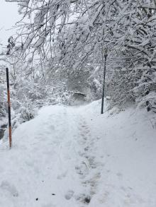 Schneebruch versperrt Radweg nach Linz