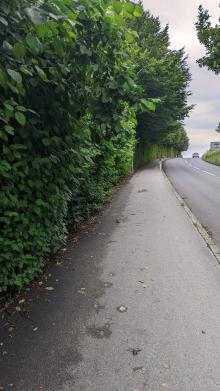 Hecke hängt weit auf den Gehsteig 