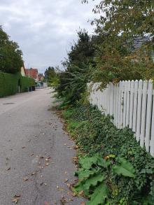 Pflanzen wachsen auf die Straße